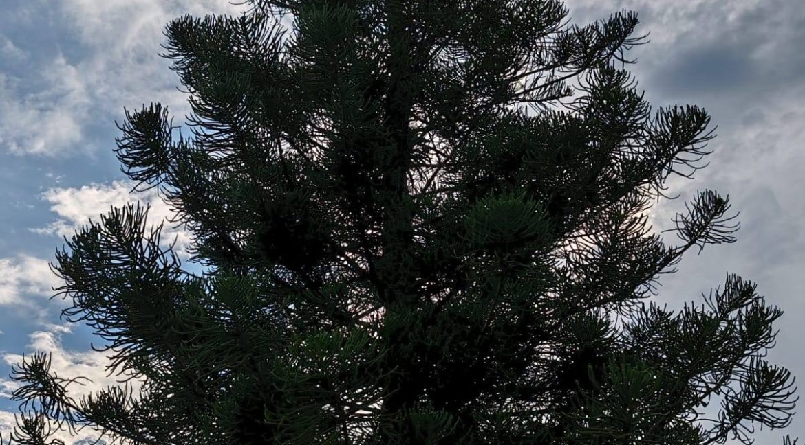 597453725_1504707791658575_6024538599463646005_n