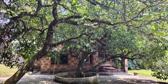 El Aguacate del Conejo